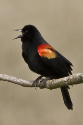 Red-winged Blackbird 0188