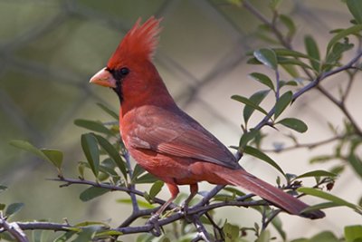Northern Cardinal 5368