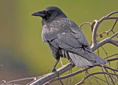 American Crow 9719