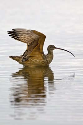 Long-billed Curlew 0111