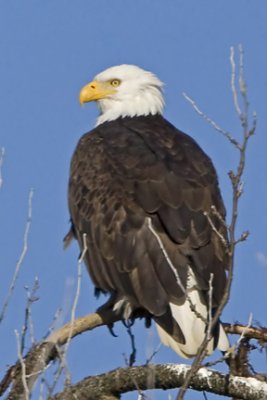 Bald Eagle 1411