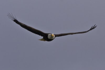 Bald Eagle 2854