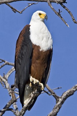 African Fish Eagle 1079