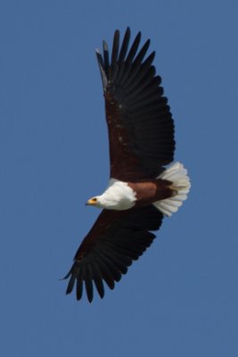 African Fish Eagle 7090