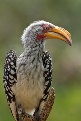 Yellow-billed Hornbill 2378