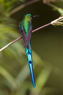 Long-tailed Sylph (hummingbird) 9297