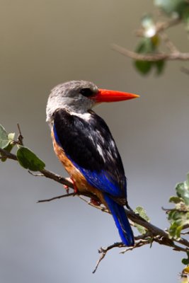 Gray-headed Kingfisher 6514