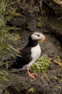 Horned Puffin 3997