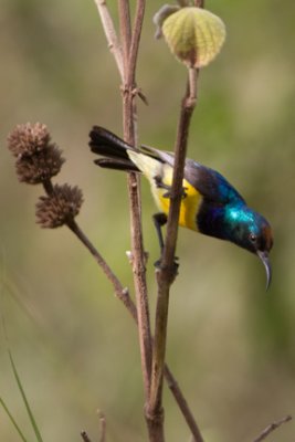 Variable Sunbird 7612