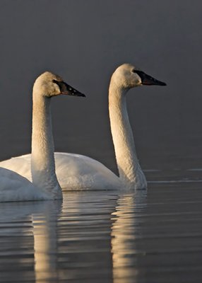 Trumpeter Swans 3101