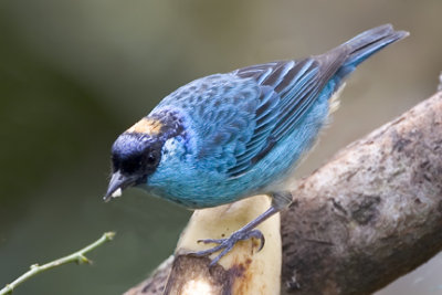 Golden-naped Tanager 1921