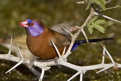 Violet-eared Waxbill 0137