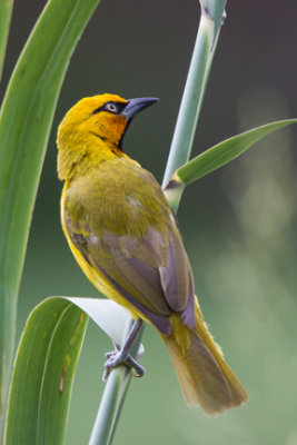 Spectacled Weaver 5557