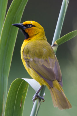 Spectacled Weaver 5569