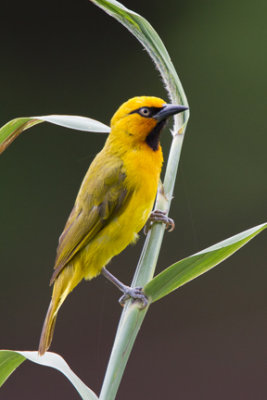 Spectacled Weaver 5576