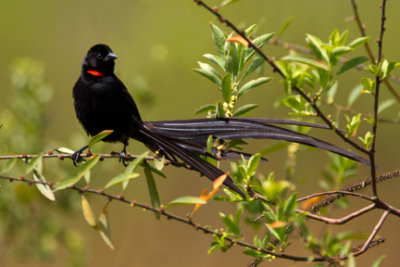 Red-collared Widowbird 5133