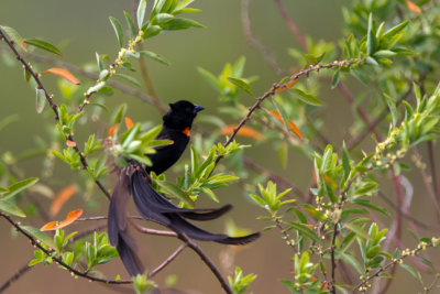 Red-collared Widowbird 5166