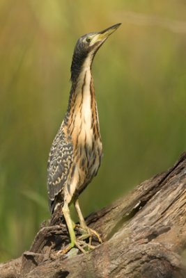 Striated (Green-backed) Heron juvenile 3548