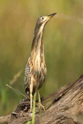 Striated (Green-backed) Heron juvenile 3562