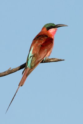 Southern Carmine Bee-eater 5682