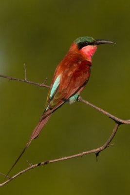 Southern Carmine Bee-eater 5710