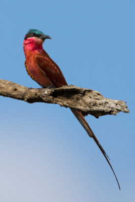 Southern Carmine Bee-eater 7690