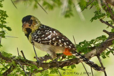 Barbets