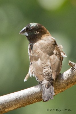 Sparrows, Finches & Finch-like Birds