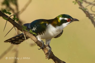 Cuckoos & Coucals