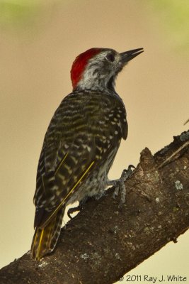 Woodpeckers
