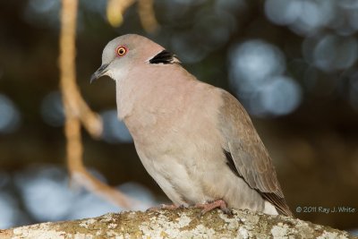 African Mourning Dove 