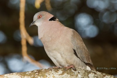 Pigeons & Doves