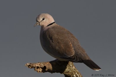 Ring-necked Dove 