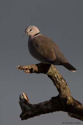 Ring-necked Dove 