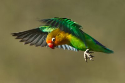 Parrots & Lovebirds