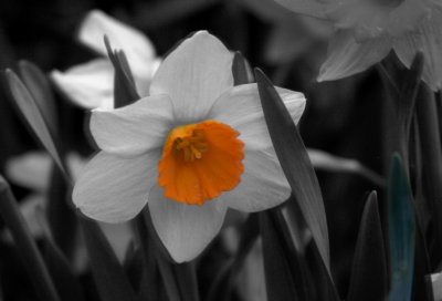 BW Daffodil
