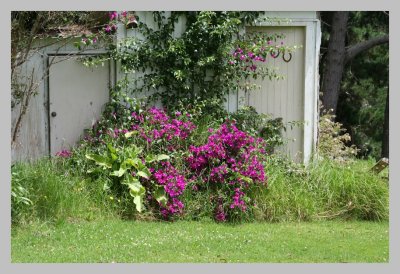 Flowers by the shed