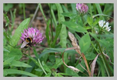 Small Bumble