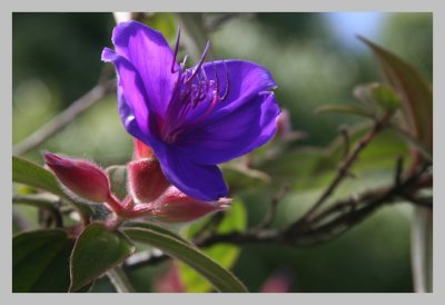 Flower - Whitford Road