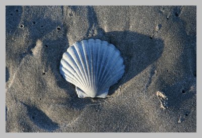 Shell at the Beach