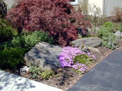 06 Front blossoms 05.JPG