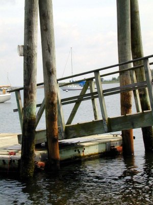 05 Sea Lion in Potter Cove 02.jpg