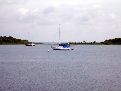 06 Sea Lion in Potter Cove 03.jpg