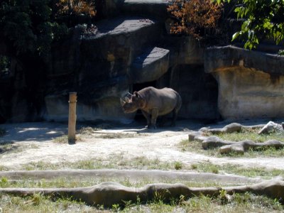 01 Rhino.JPG