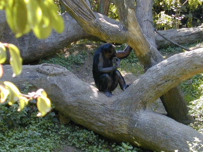 03 Banobos 02.JPG