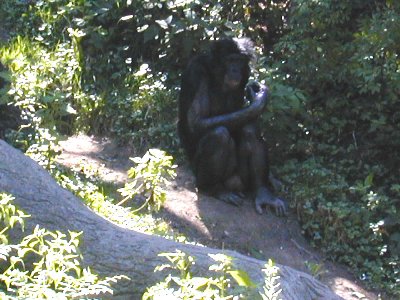 05 Banobos 04.JPG