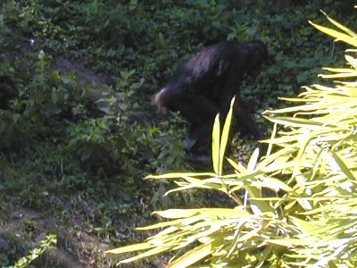10 Banobos 09.JPG
