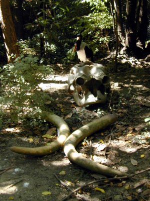 15 Bird and bones.JPG