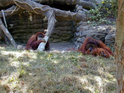 17 Orangutans 02.JPG