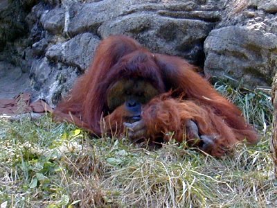 18 Orangutans 03.JPG